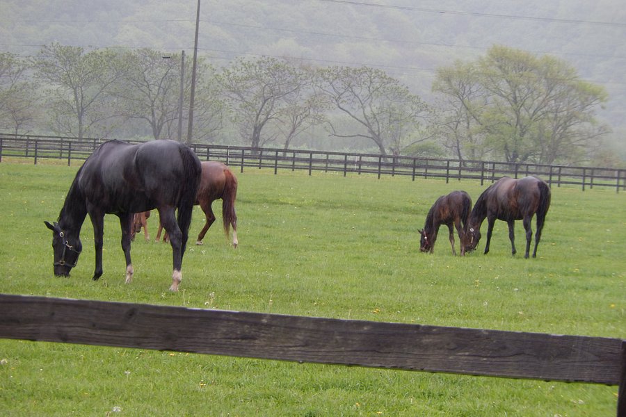 Racing Horse Grazing Farm image