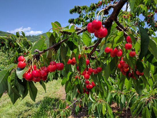 Spring Valley Orchard image