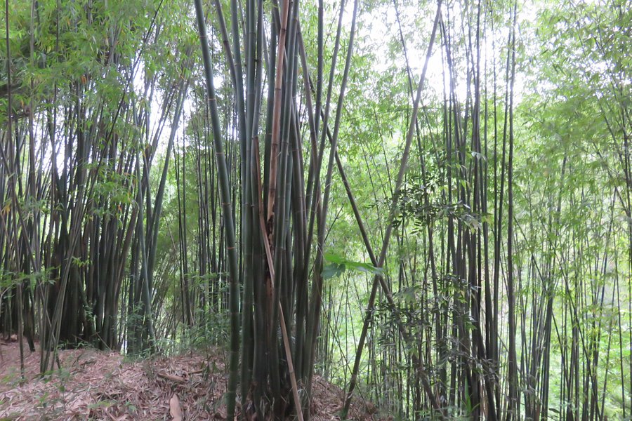 Zhaigou Bamboo image