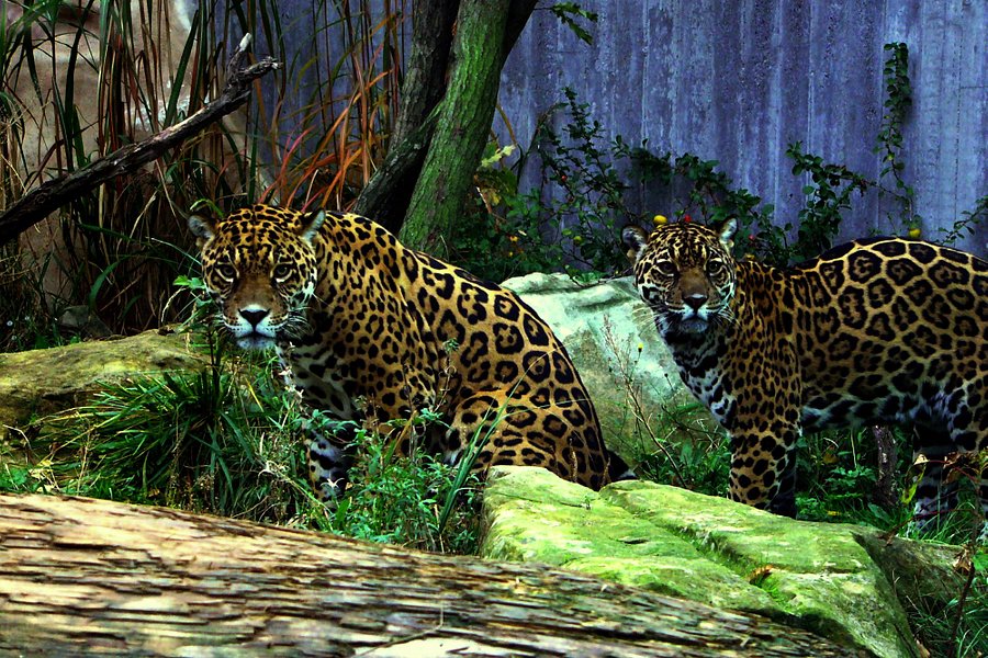Zoo Halle (Mountain Zoo) image