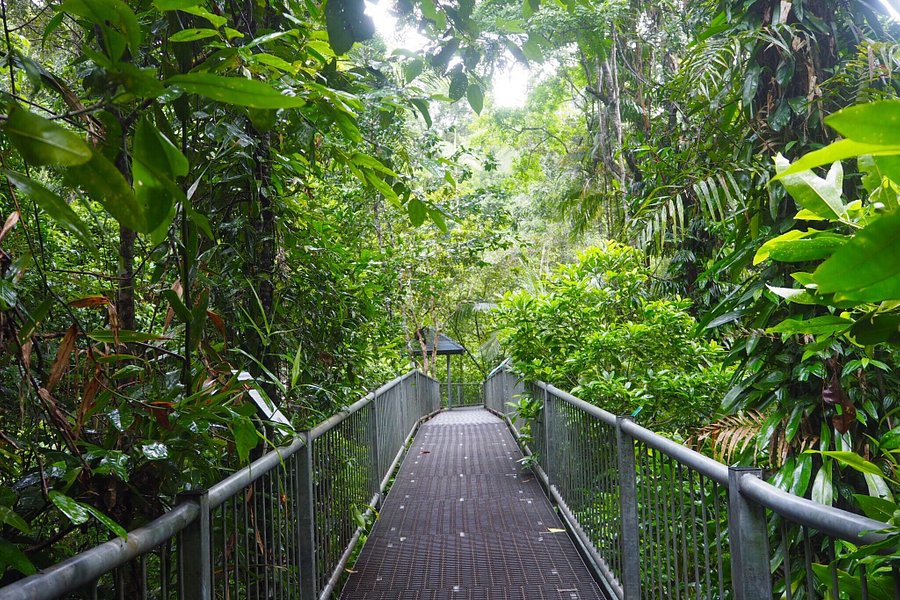 Daintree Discovery Centre image