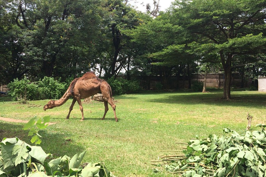 Kumasi Zoo image