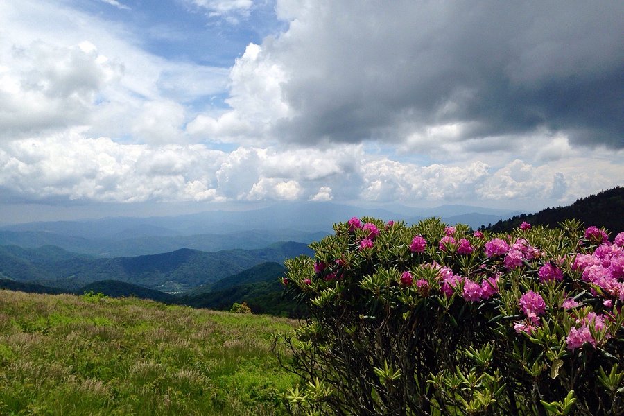 Roan Mountain State Park image