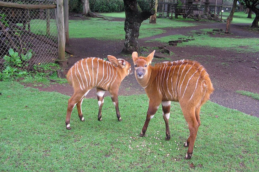 Mount Kenya Wildlife Conservancy image