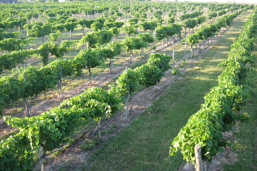 Messina Hof Winery image