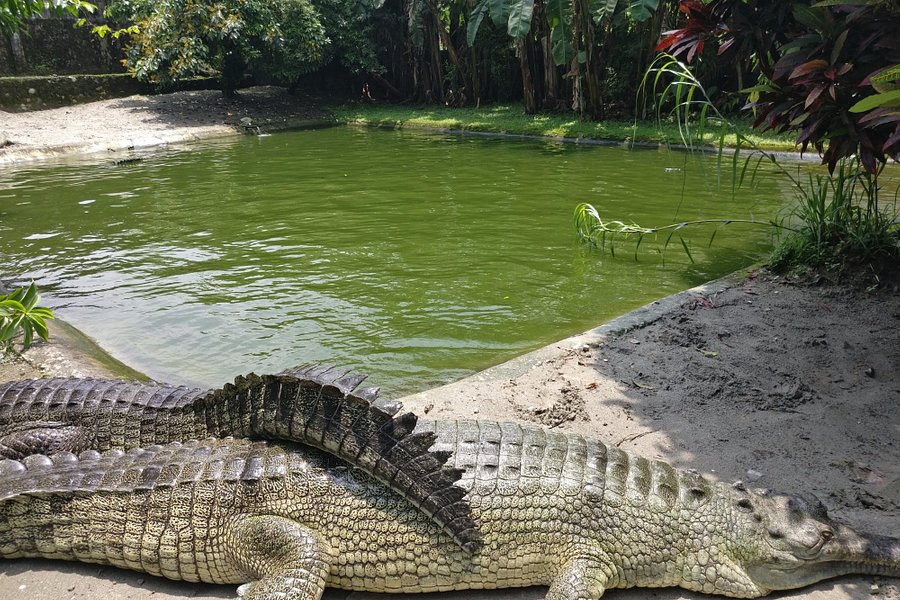 Amo Chhu Crocodile Breeding Centre image