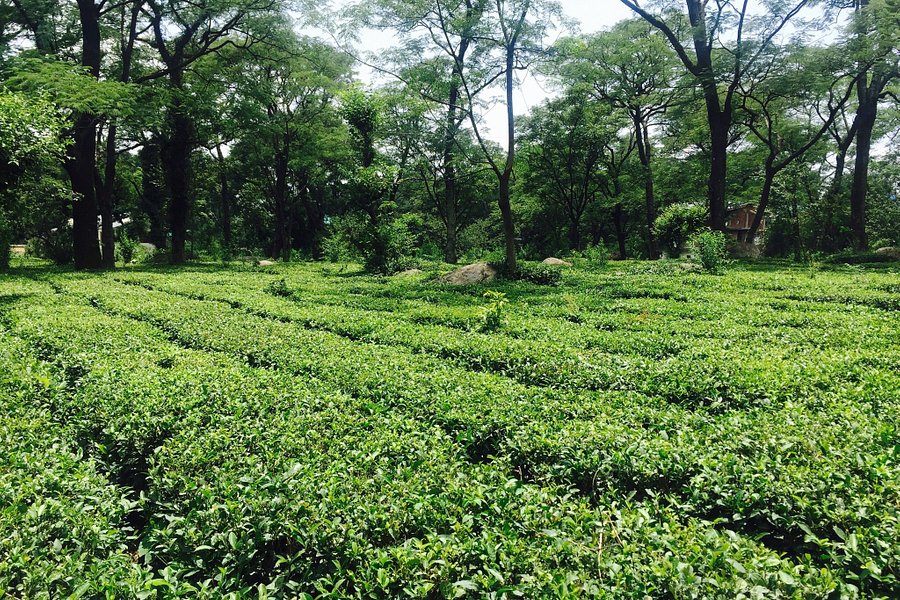 Palampur Tea Gardens image