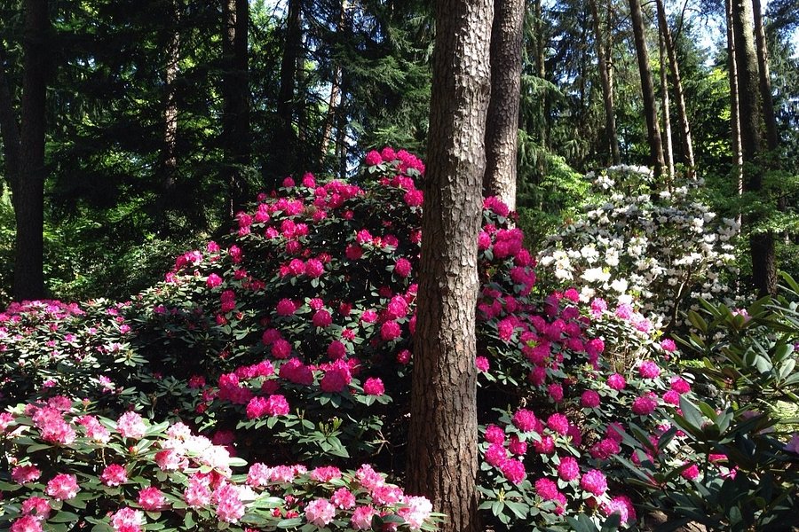 Rhododendronpark Bruns image