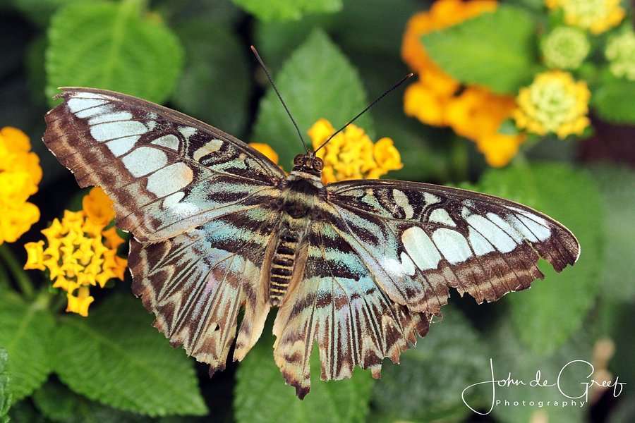 Vlindersafari image