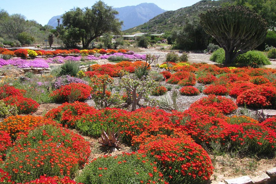 Karoo Desert Garden image