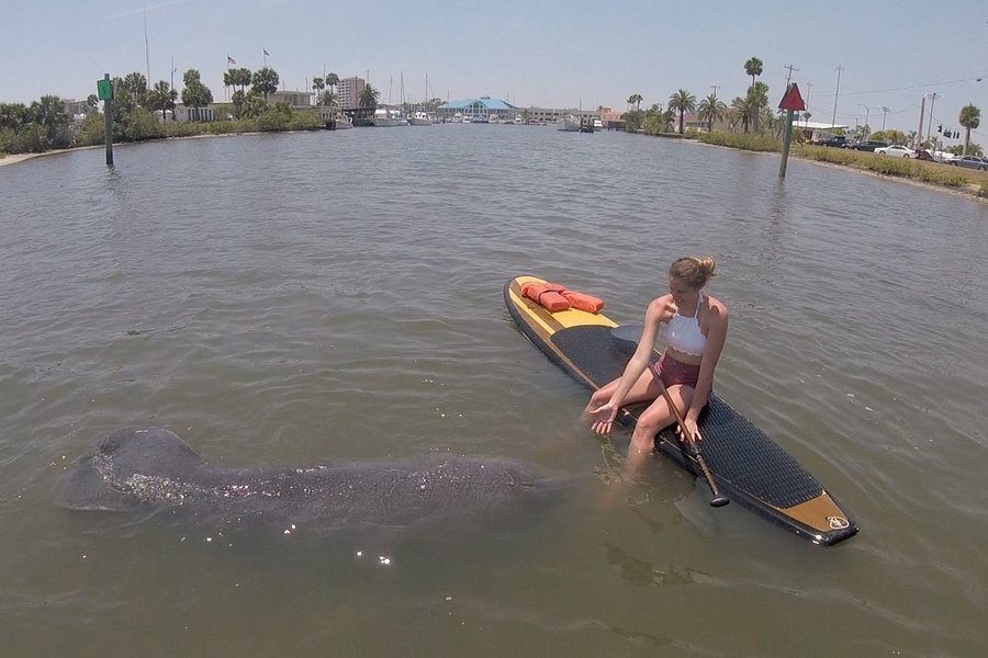 Three Brothers Boards Dolphin and Manatee Paddle Board Tours image