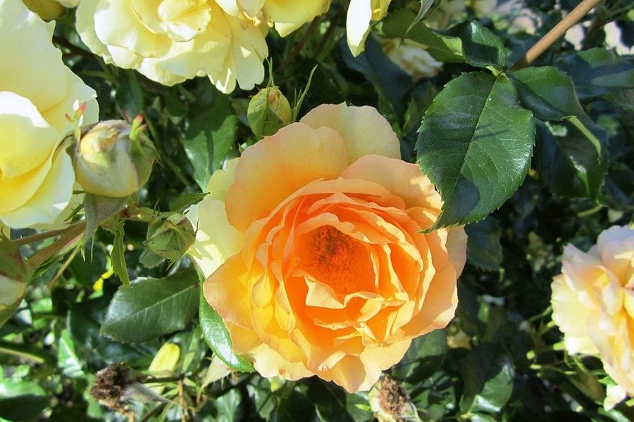 Owen Rose Garden image