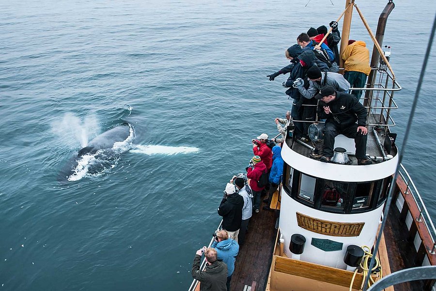 Whale Watching Hjalteyri image