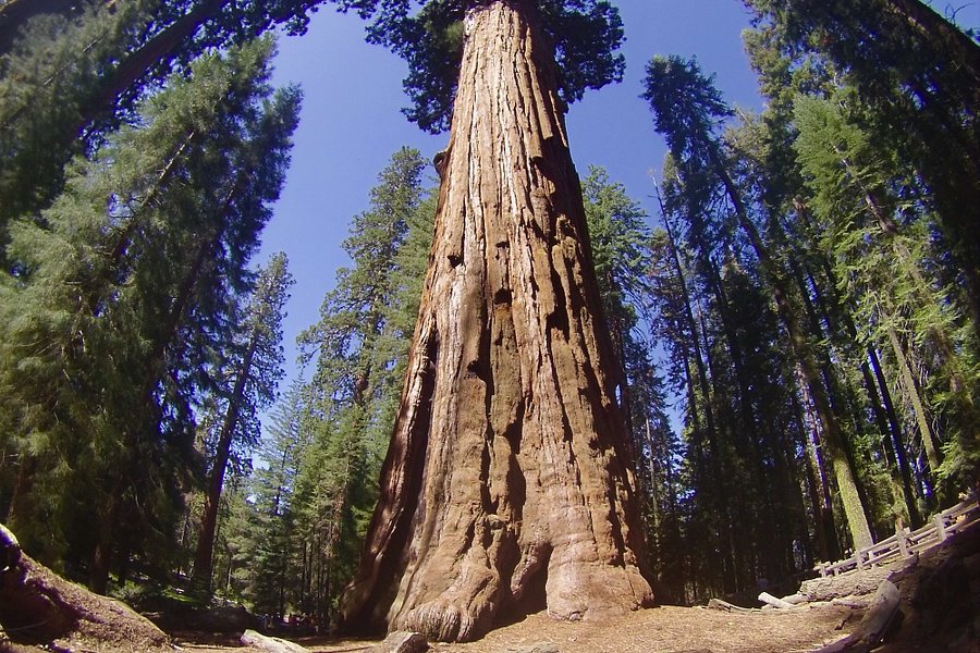 Sequoia and Kings Canyon National Parks image
