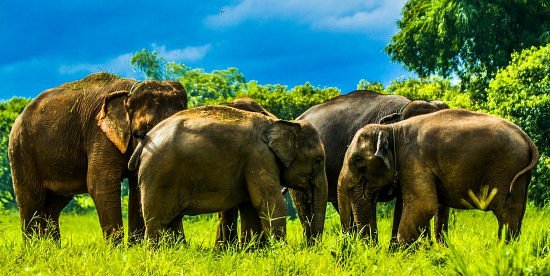 Kanta Elephant Sanctuary image