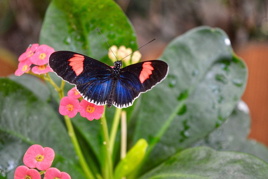 Key West Butterfly and Nature Conservatory image