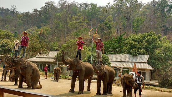 Maetang Elephant Park image