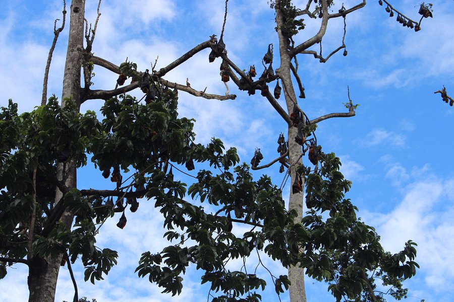 Pemba Flying Fox Forest image