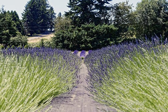 Wayward Winds Lavender Farm image