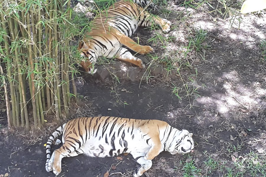 Johor Zoo image