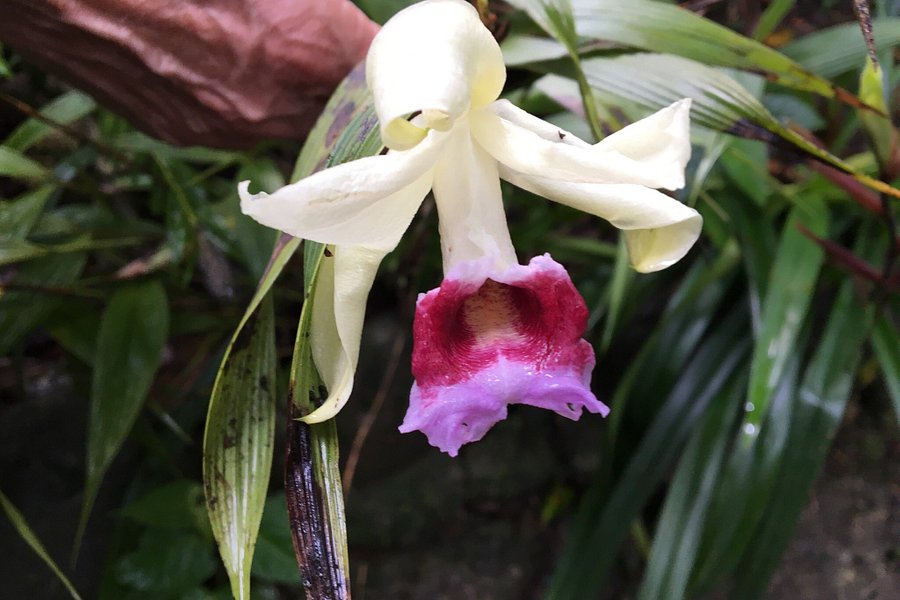 Monteverde Orchid Garden image