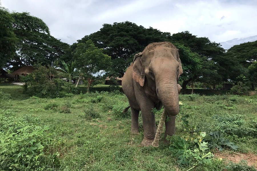 Maeklang Elephant Conservation Community image