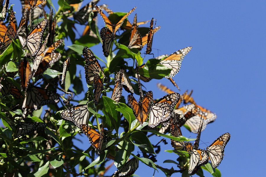Monarch Butterfly Grove image