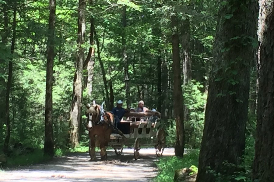 Cades Cove Riding Stables image