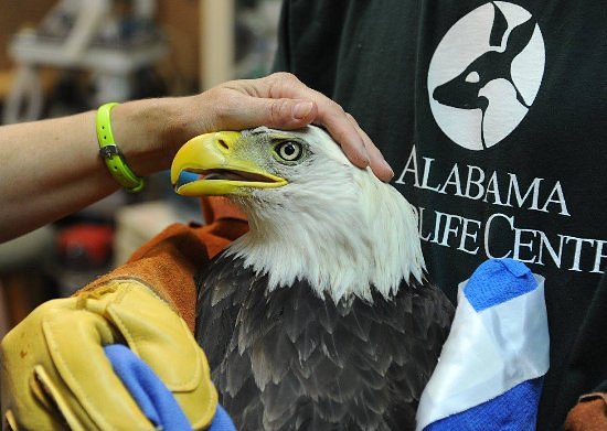 Alabama Wildlife Center image