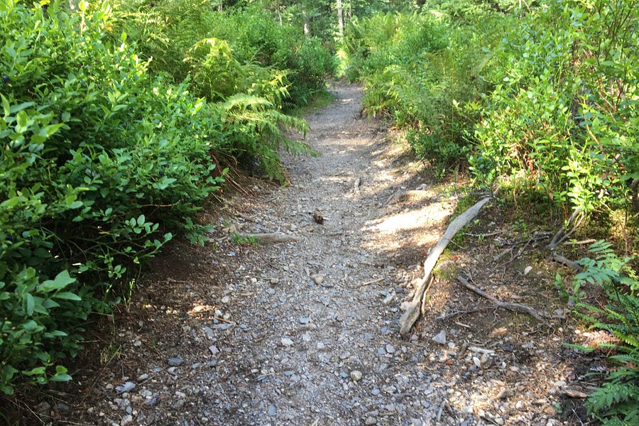 The Little Folk's Trail image
