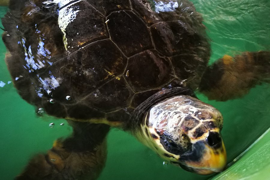 The Kaptan June Sea Turtle Conservation Foundation image