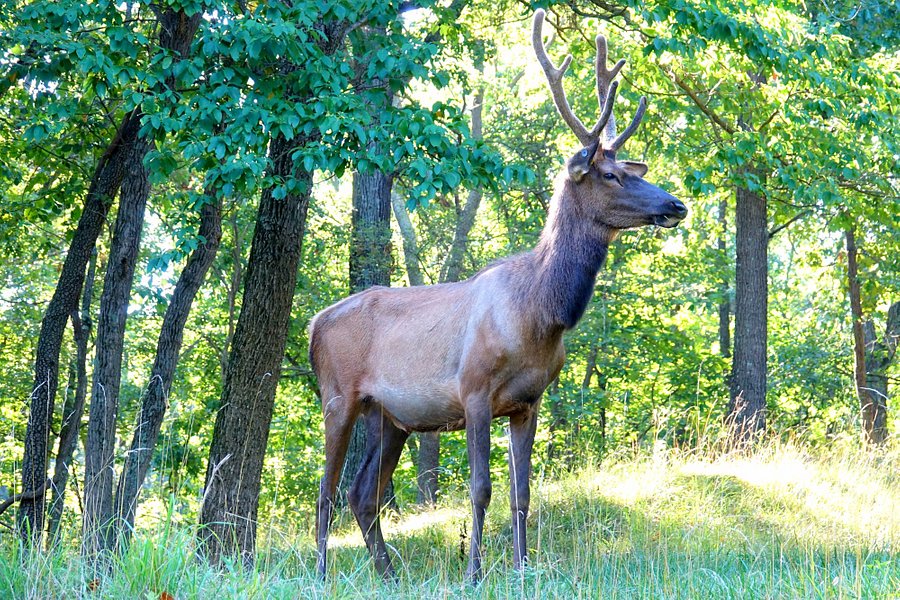 Lone Elk Park image