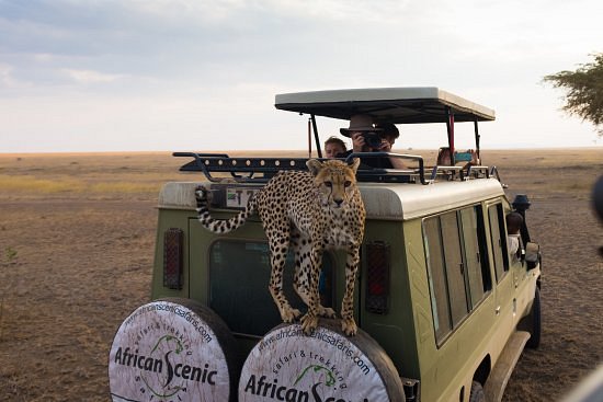 African Scenic Safaris image