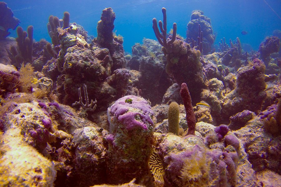 Bight Reef image
