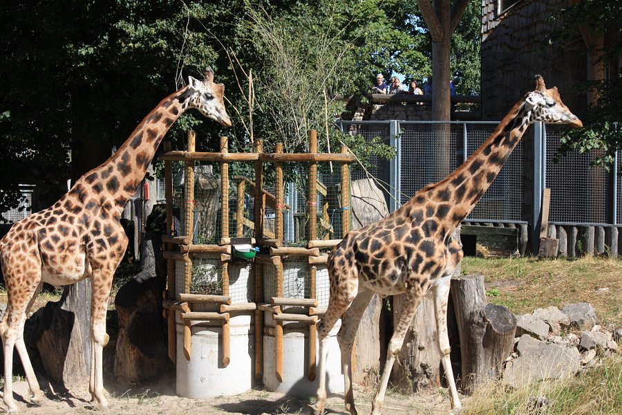 Riga Zoo image