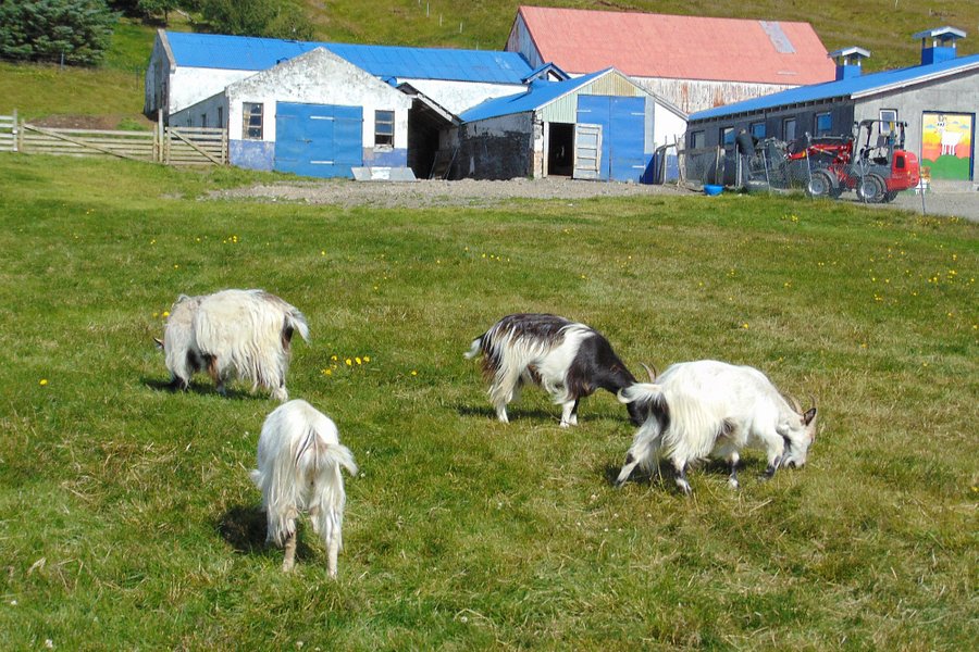 Haafell Goats and Roses image