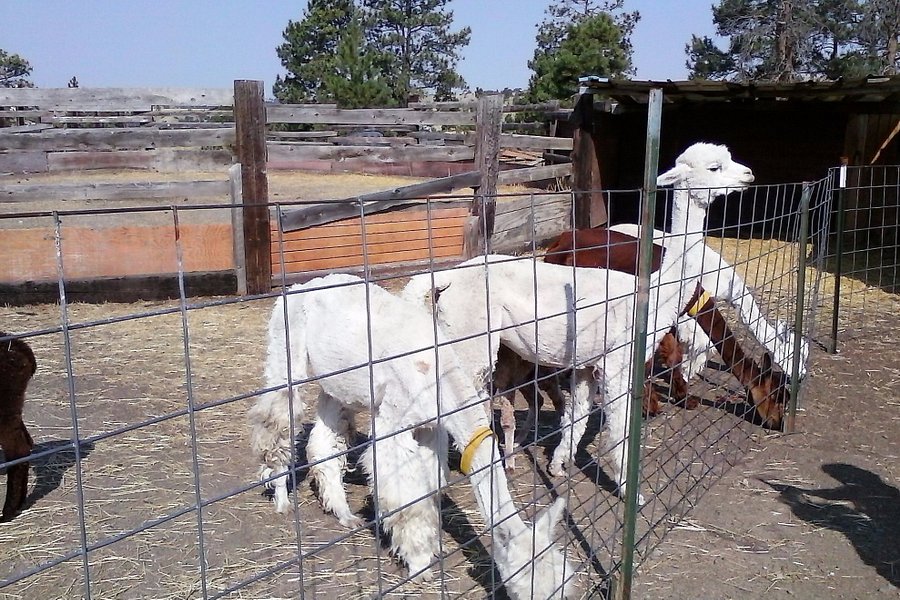 Mule Train Alpaca Ranch image