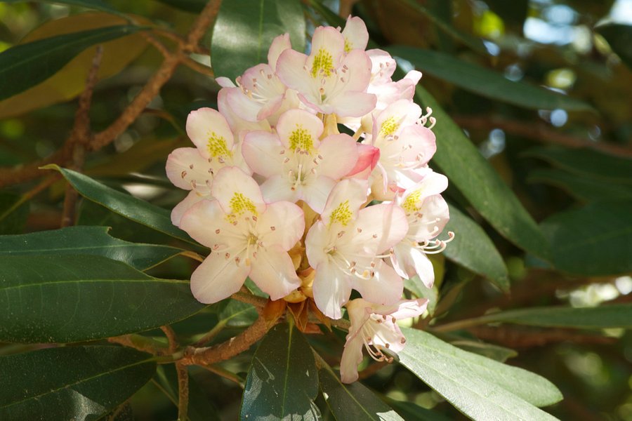 Medfield Rhododendrons image