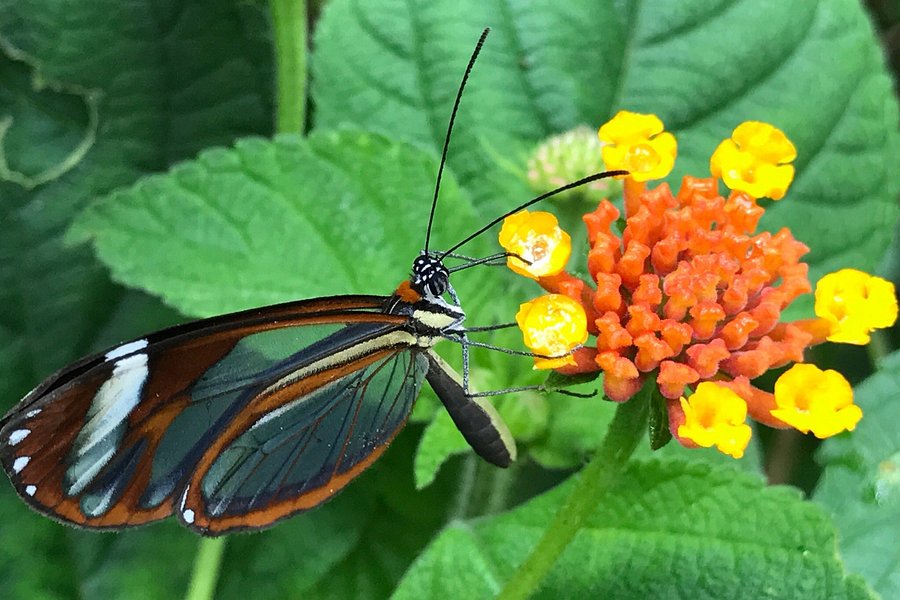 Monteverde Butterfly Garden (Jardin de Mariposas) image