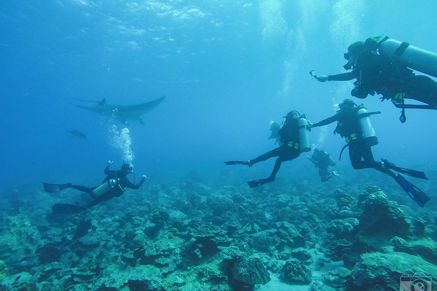 ConnectOcean Aquatic Academy & Dive Centre image