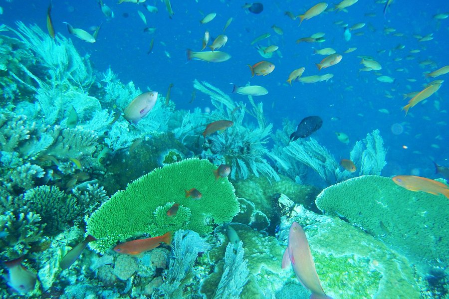 Batu Bolong Reef image