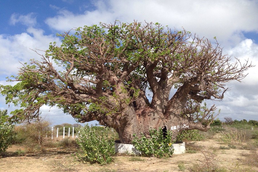 Baobab Tree image