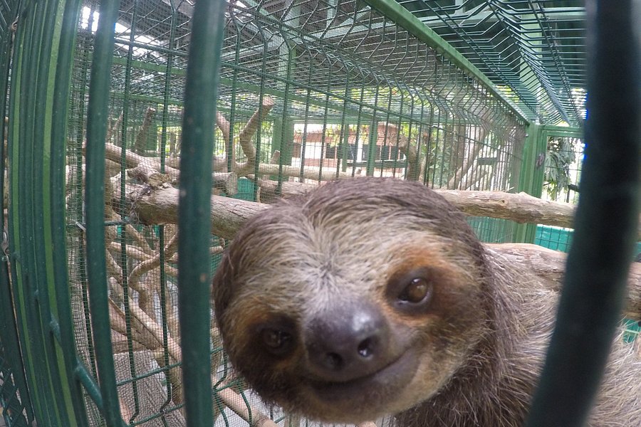 Sloth Sanctuary of Costa Rica image
