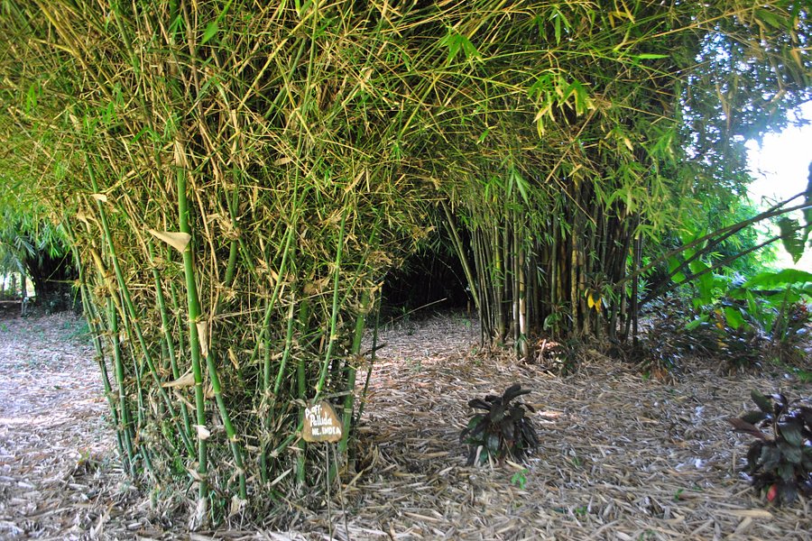 El Paraiso del Bambu y La Guadua image