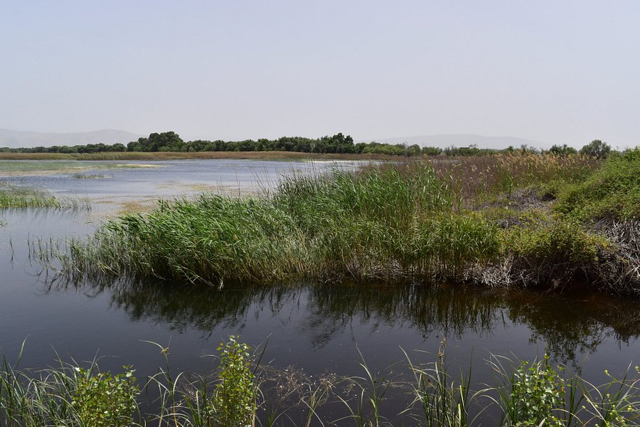 Aammiq wetland image
