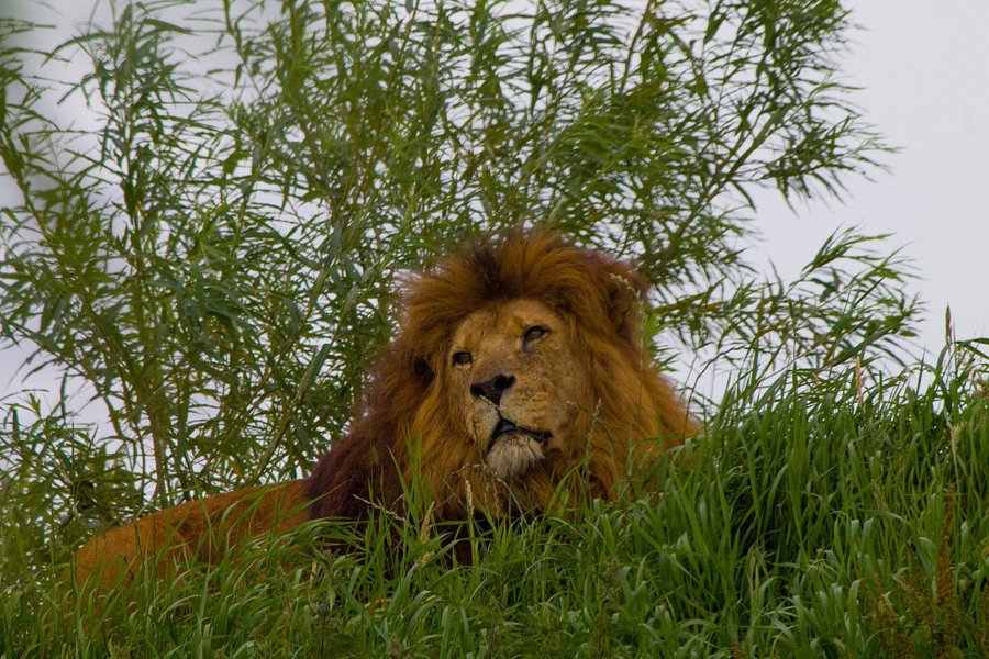 South Lakes Safari Zoo image