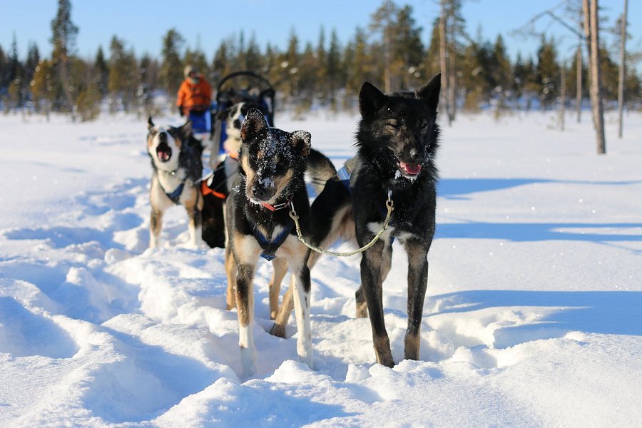 Husky Tours Lapland image