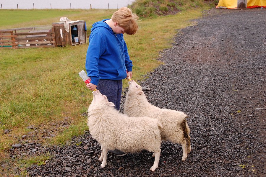 Sheep Farming Museum image