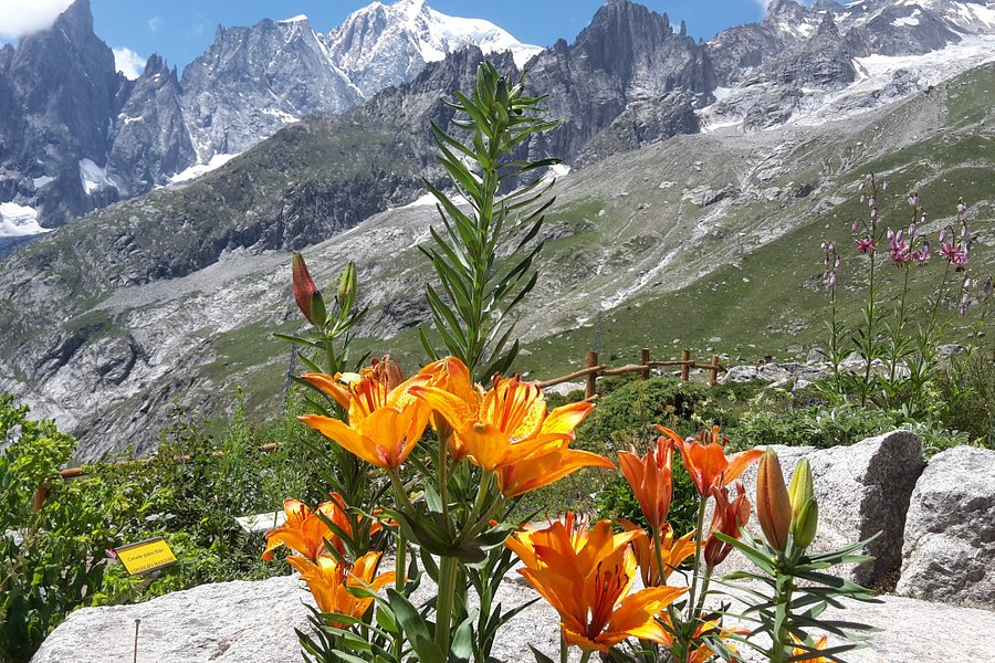 Alpine Botanical Garden Saussurea image