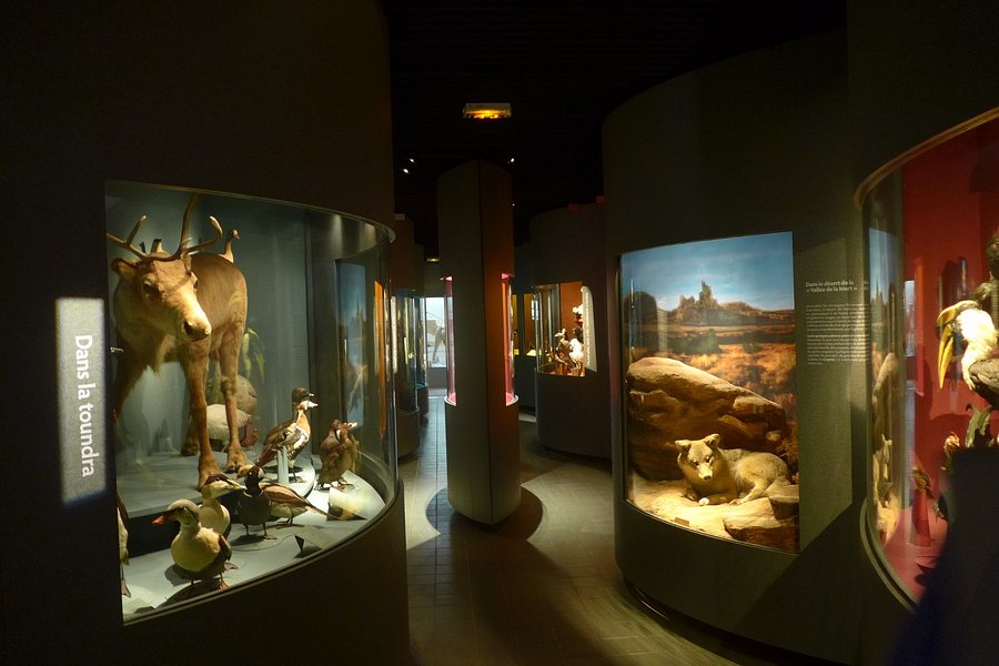 Muséum d'Histoire Naturelle image